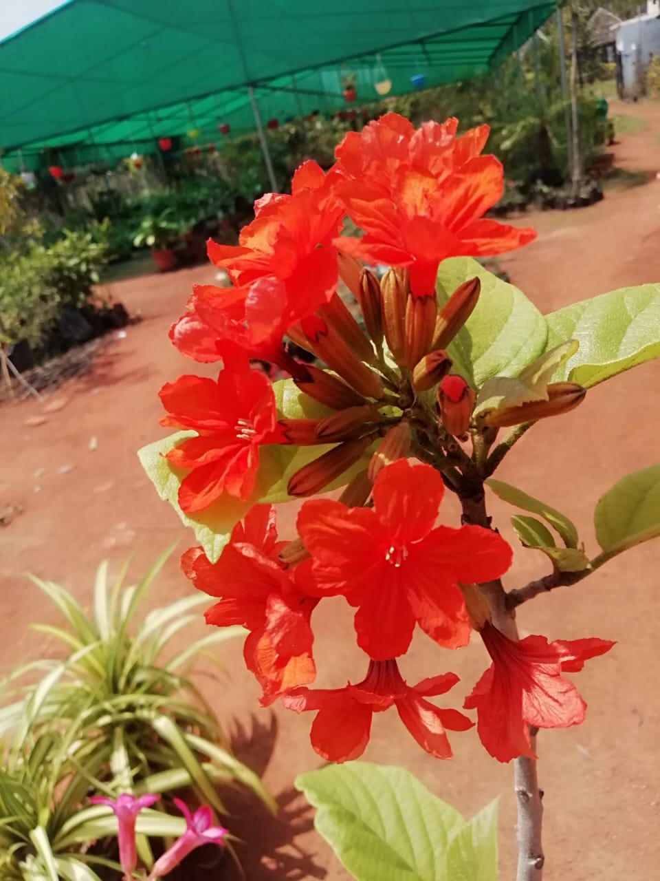 selvakumaran nursery