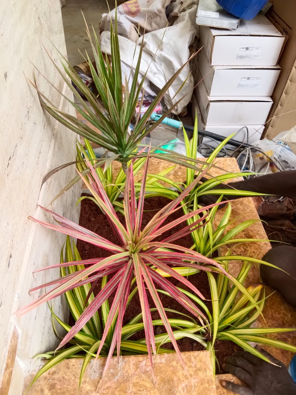 selvakumaran nursery