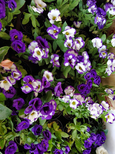 selvakumaran nursery