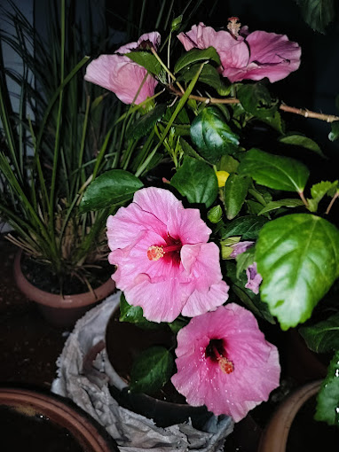 selvakumaran nursery