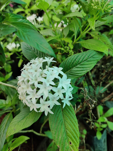 selvakumaran nursery