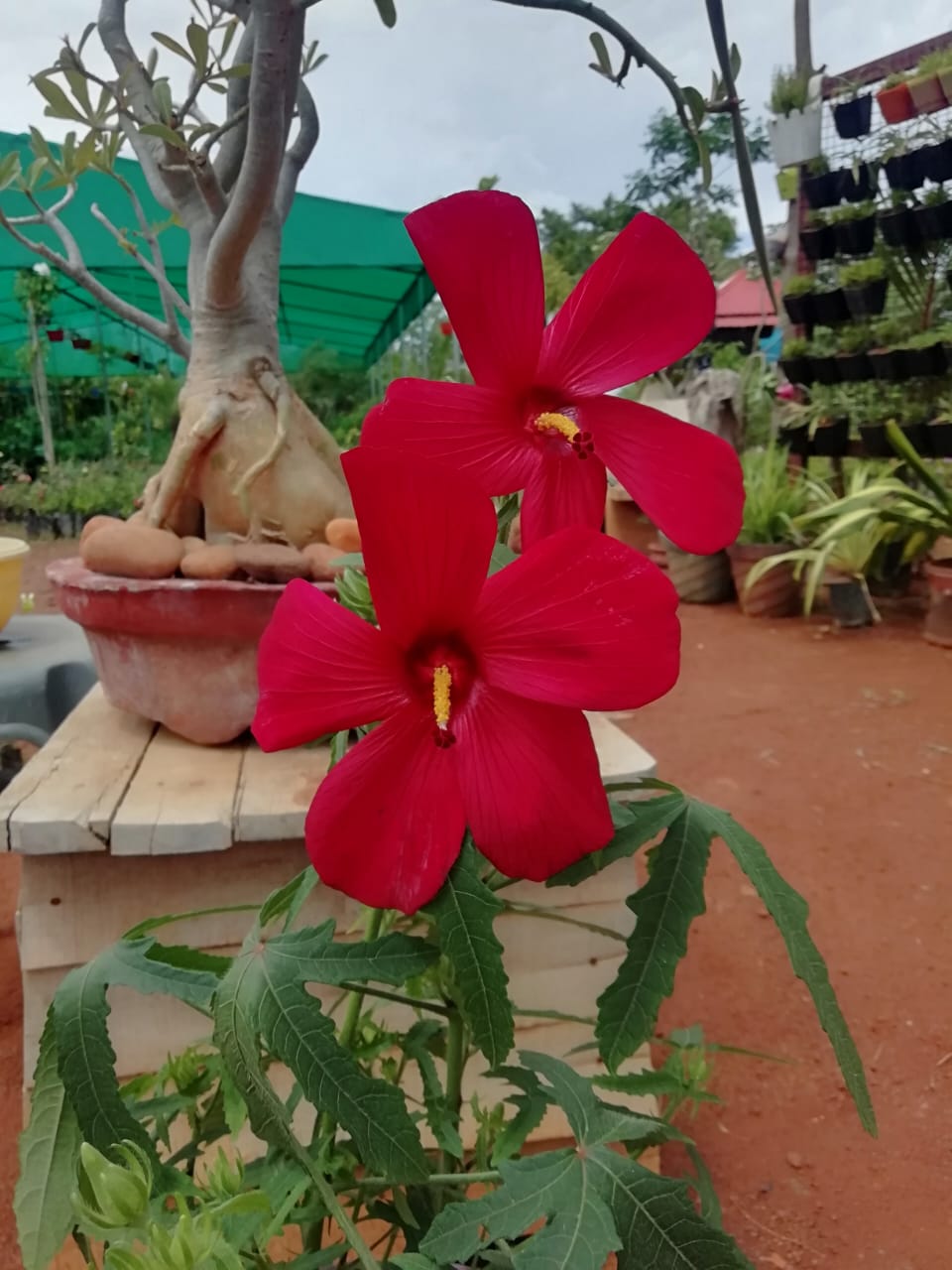 selvakumaran nursery